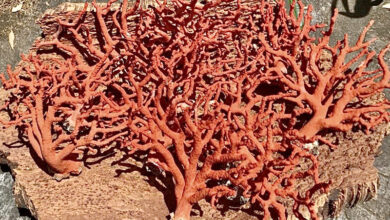 corail