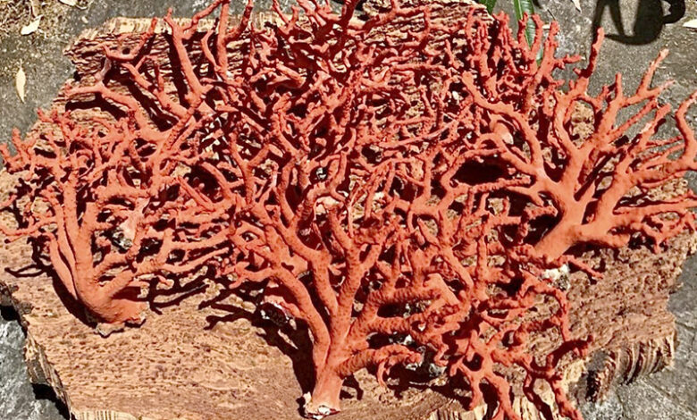 corail