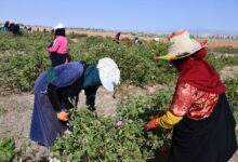 Femmes Agriculture