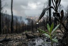 Incendies Le Kef