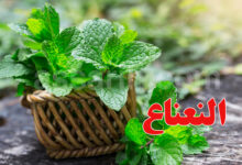 Menthe