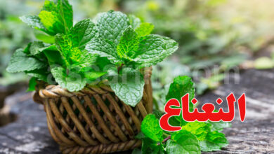 Menthe