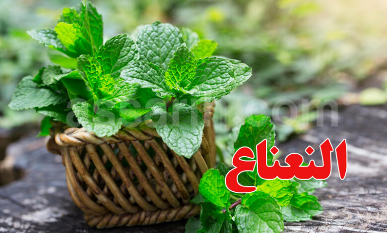 Menthe