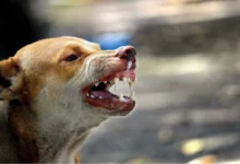 chien-rue