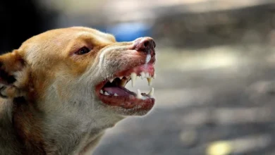 chien-rue