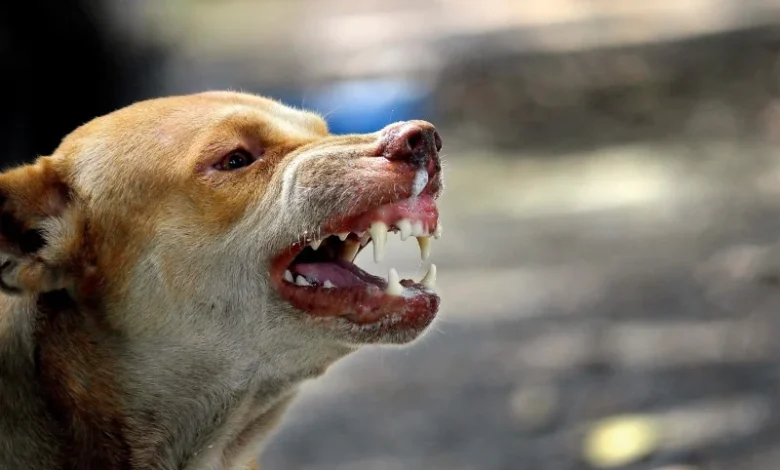 chien-rue
