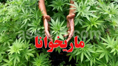 drogue