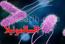 salmonella