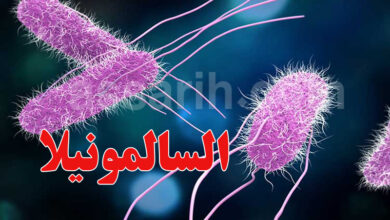 salmonella