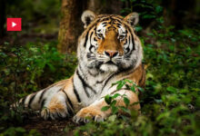 tigre