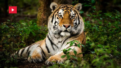 tigre