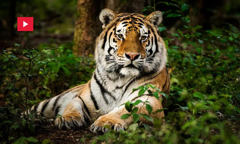 tigre