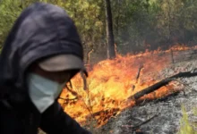 Incendies Forets Algerie