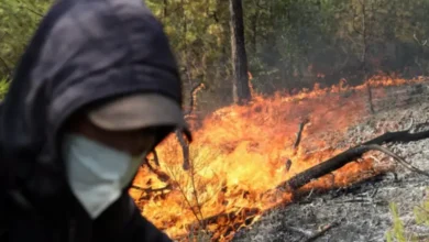 Incendies Forets Algerie