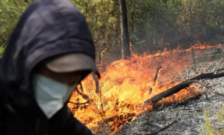 Incendies Forets Algerie