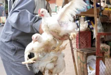 Poulet-Haouaria