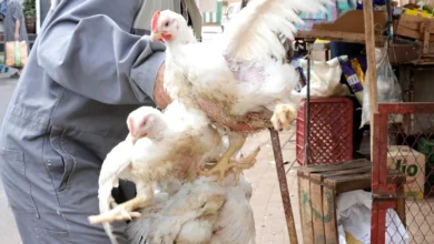 Poulet-Haouaria