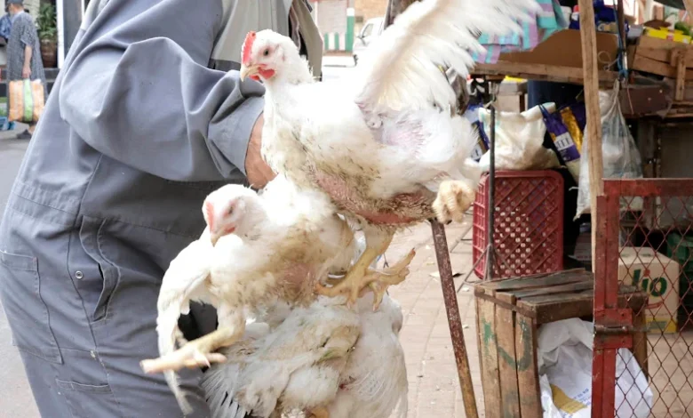 Poulet-Haouaria