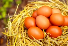 Prix oeufs Tunisie