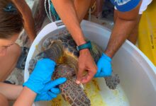 Tortue marine