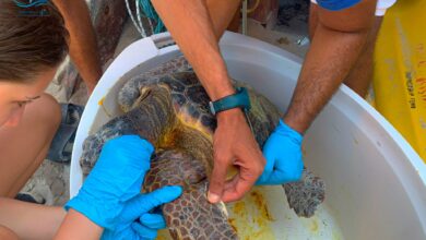 Tortue marine