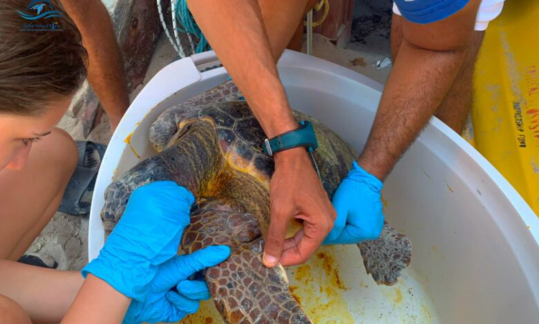 Tortue marine