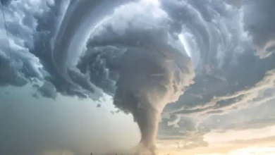 Typhon Dolphin