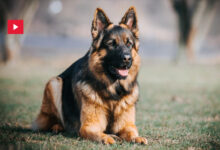 chien berger allemand incendies Algerie