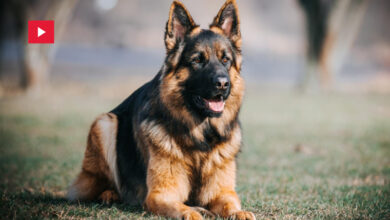chien berger allemand incendies Algerie