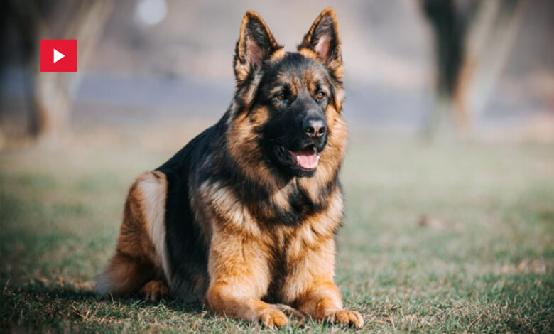 chien berger allemand incendies Algerie