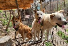chiens corée du sud