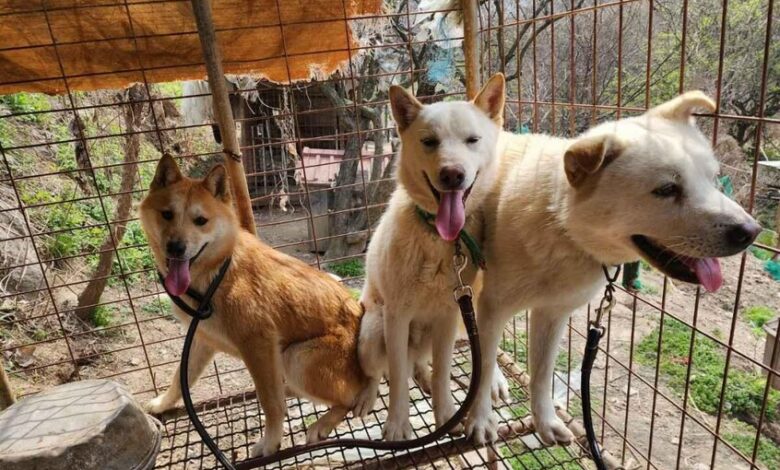 chiens corée du sud