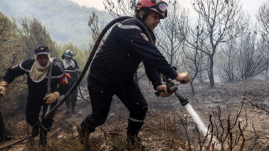 incendies Forets Algerie