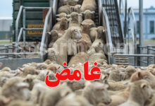 moutons