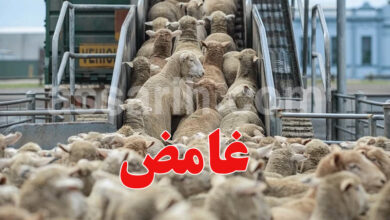 moutons
