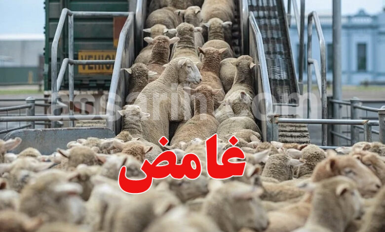 moutons