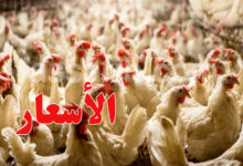 poulet