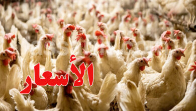 poulet