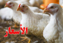 poulet