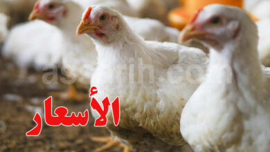 poulet