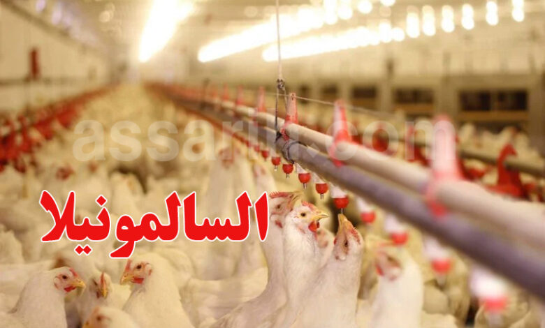 poulet