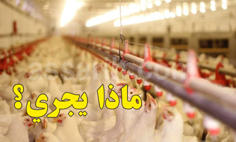 poulet