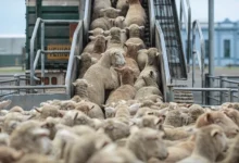 Aid idha moutons (2)