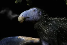 Dinosaure chinois