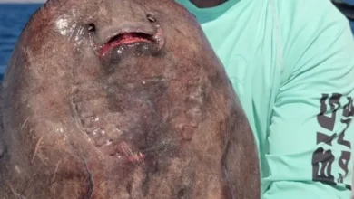 Poisson du Diable
