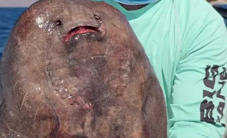 Poisson du Diable
