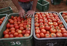 Tomates