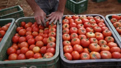 Tomates