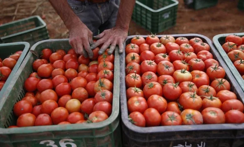 Tomates