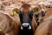 bovin Vache